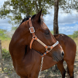 CABRESTO PREMIUM - COURO E AÇO INOX