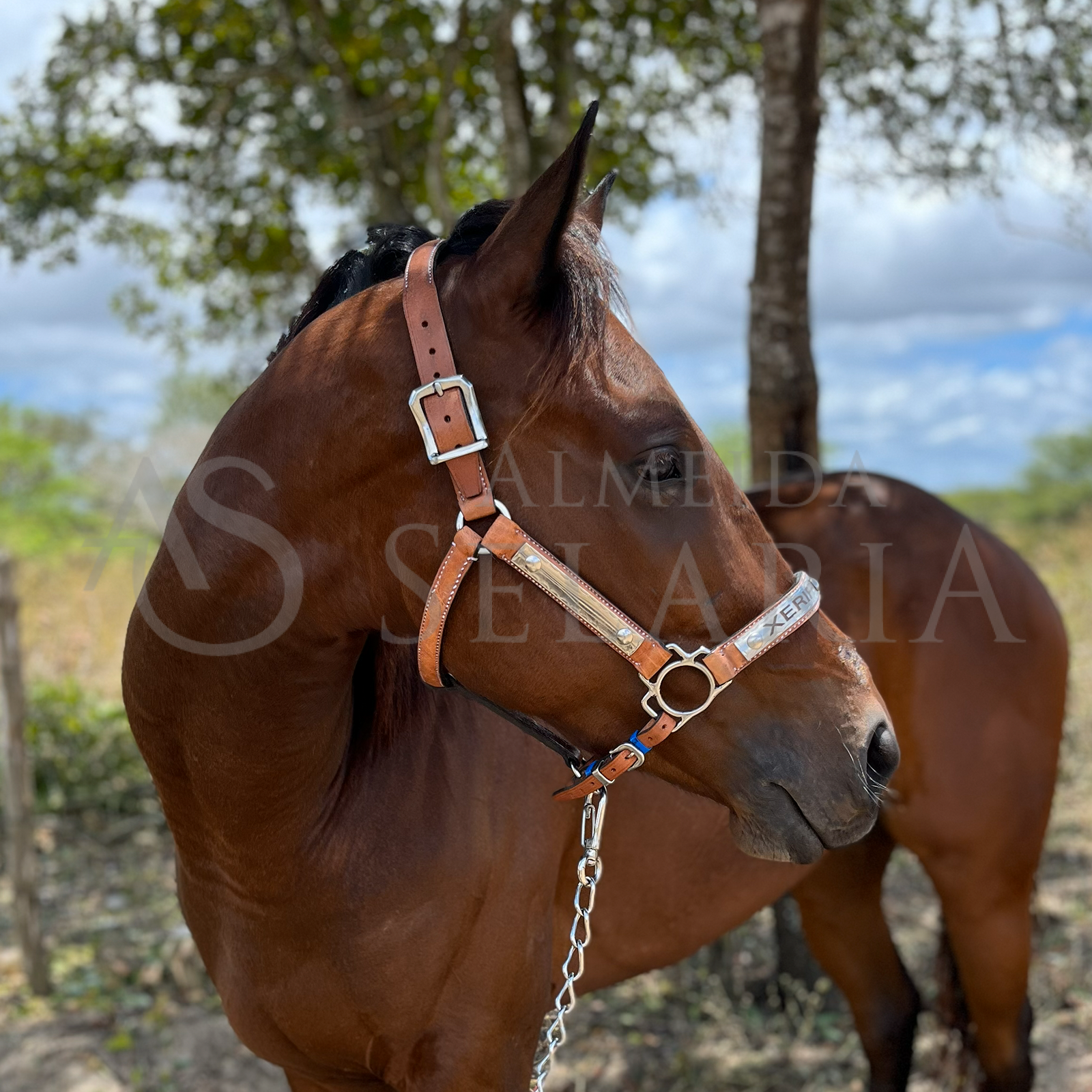 CABRESTO PREMIUM - COURO E AÇO INOX